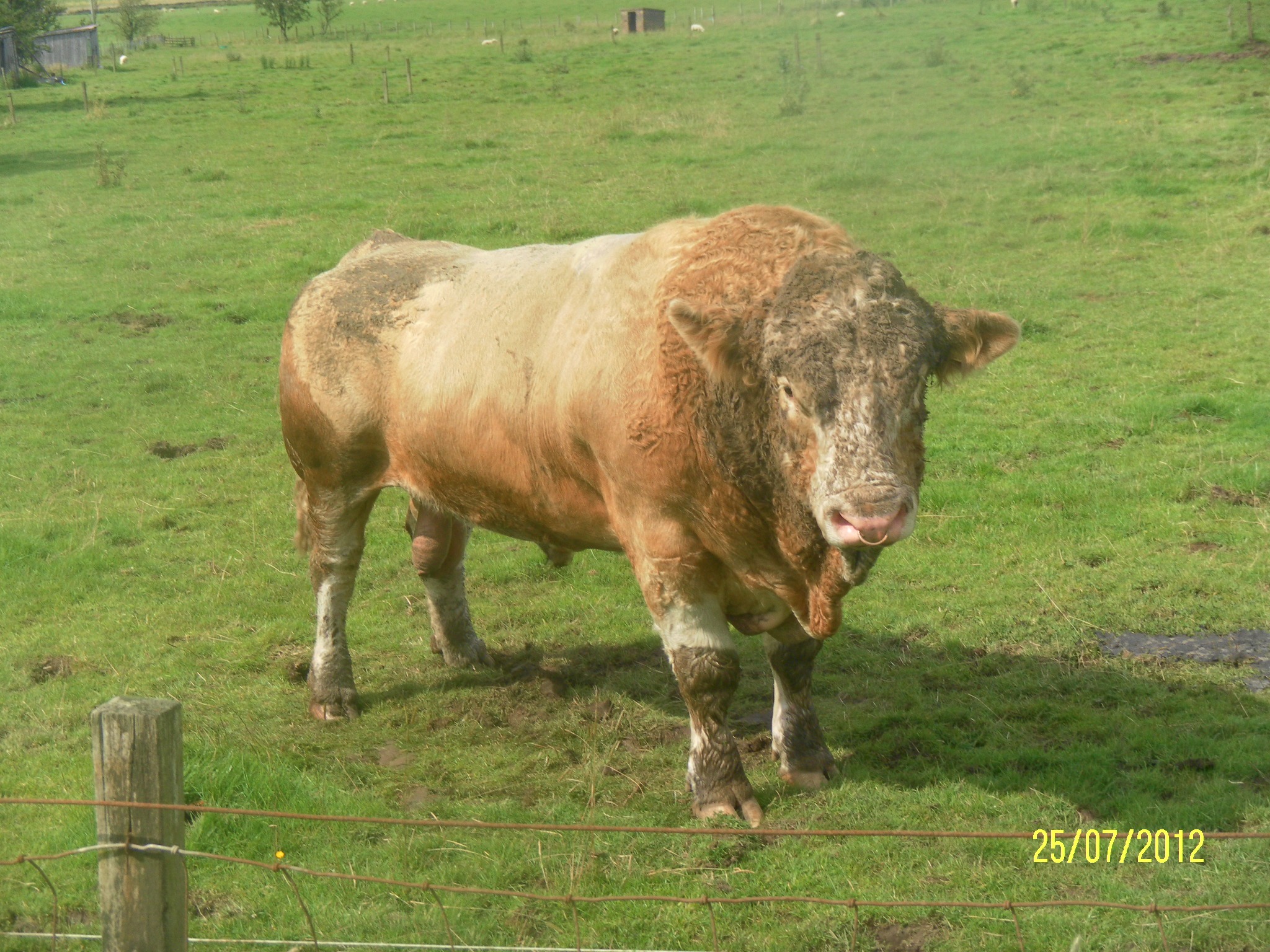 A Fair Sized Scottish Bull