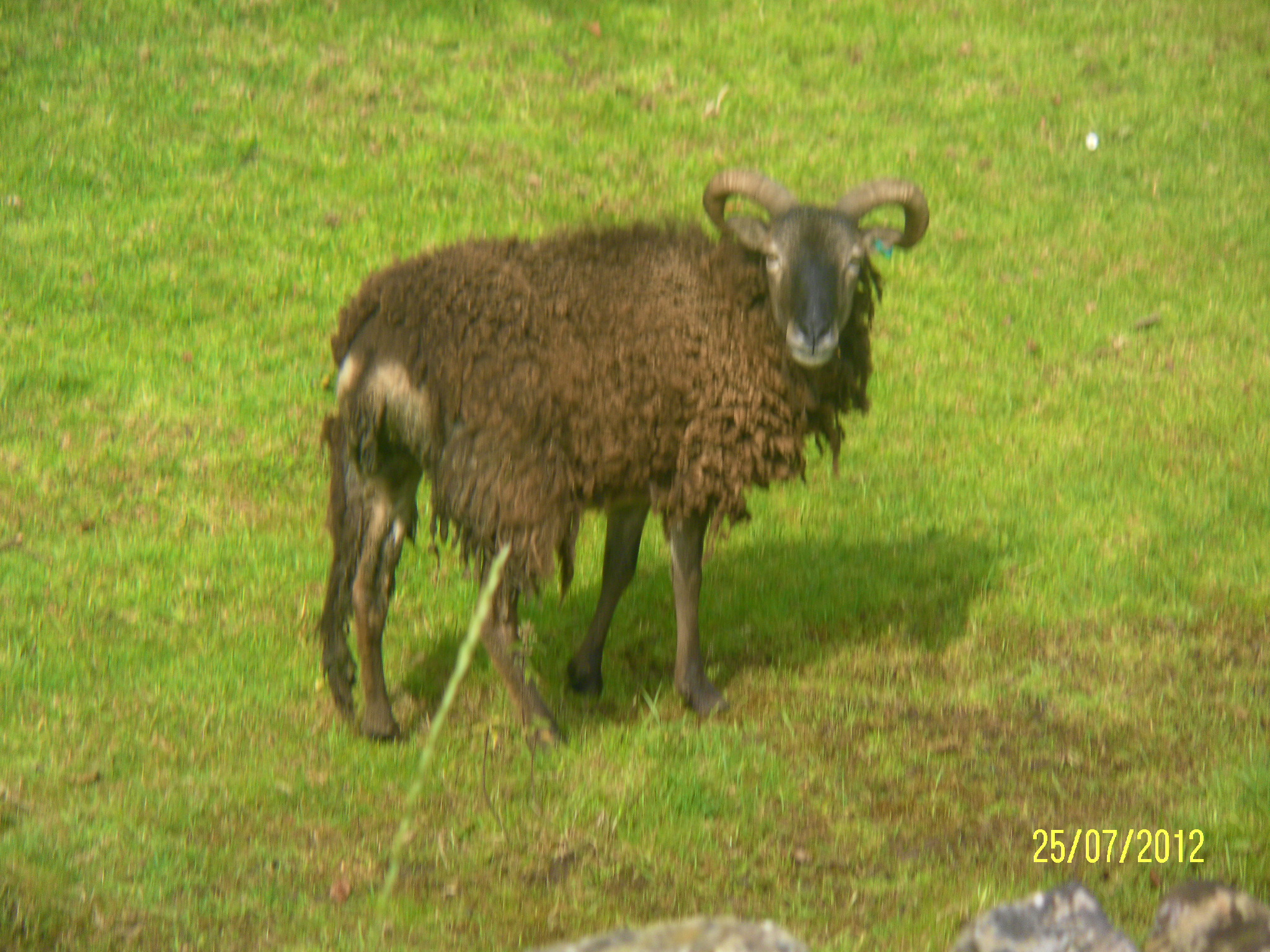 Scraggy Looking Sheep