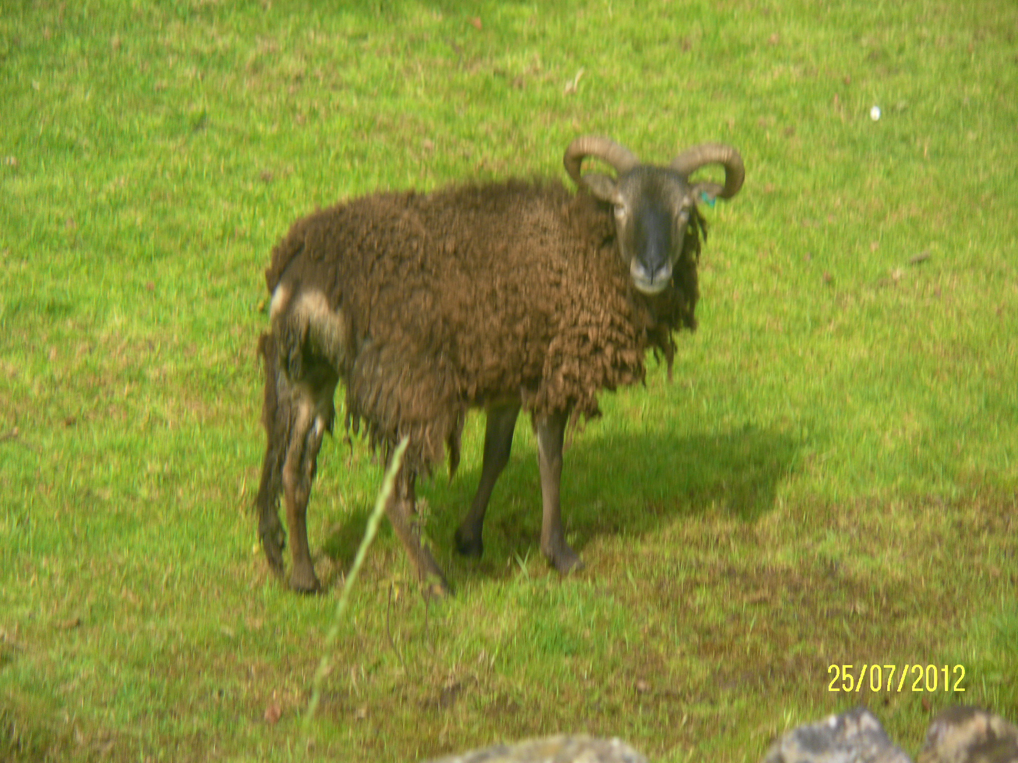 Scraggy Looking Sheep Scraggy Looking Sheep