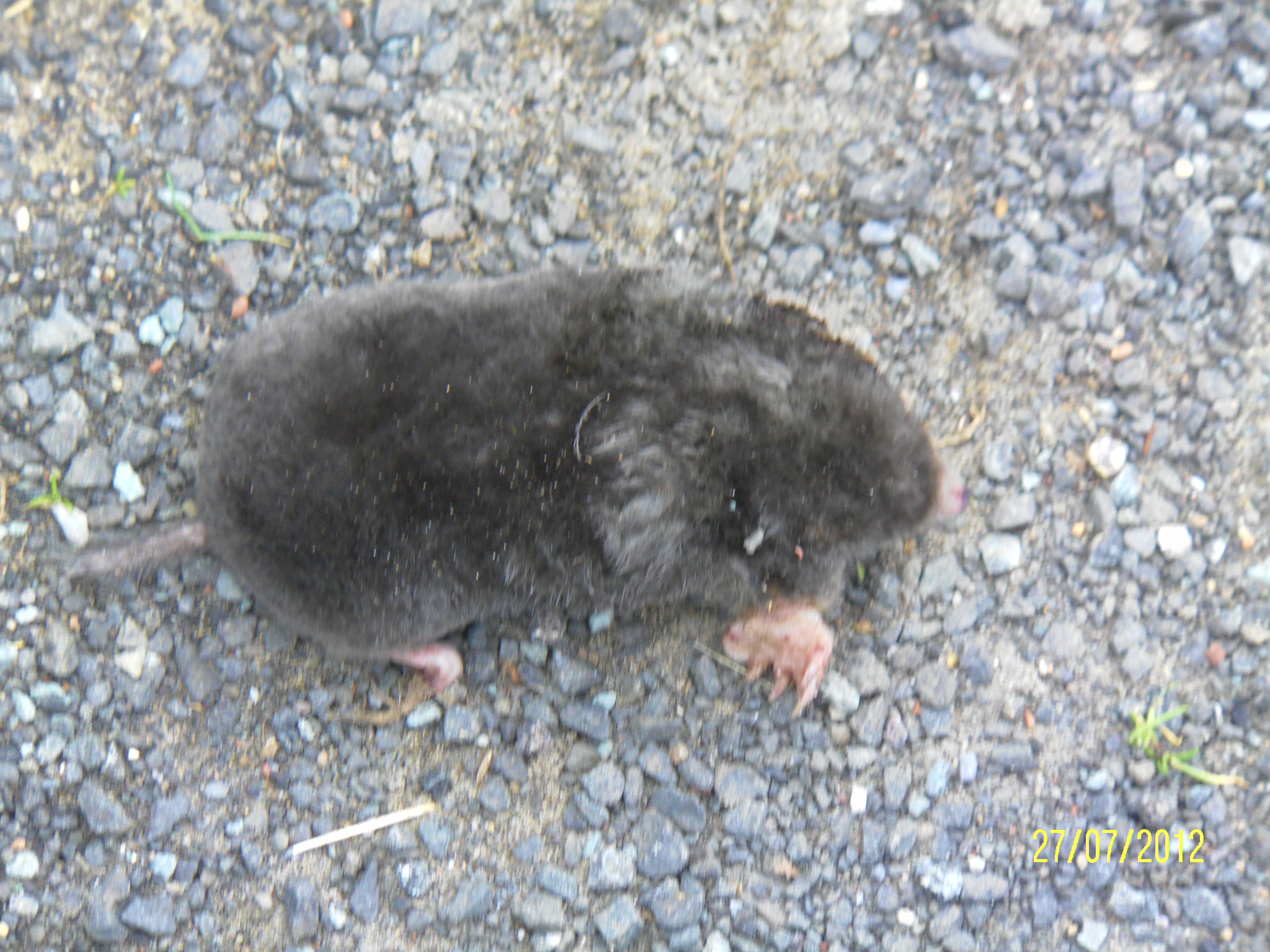 Not The Normal Road Kill Not The Normal Road Kill
