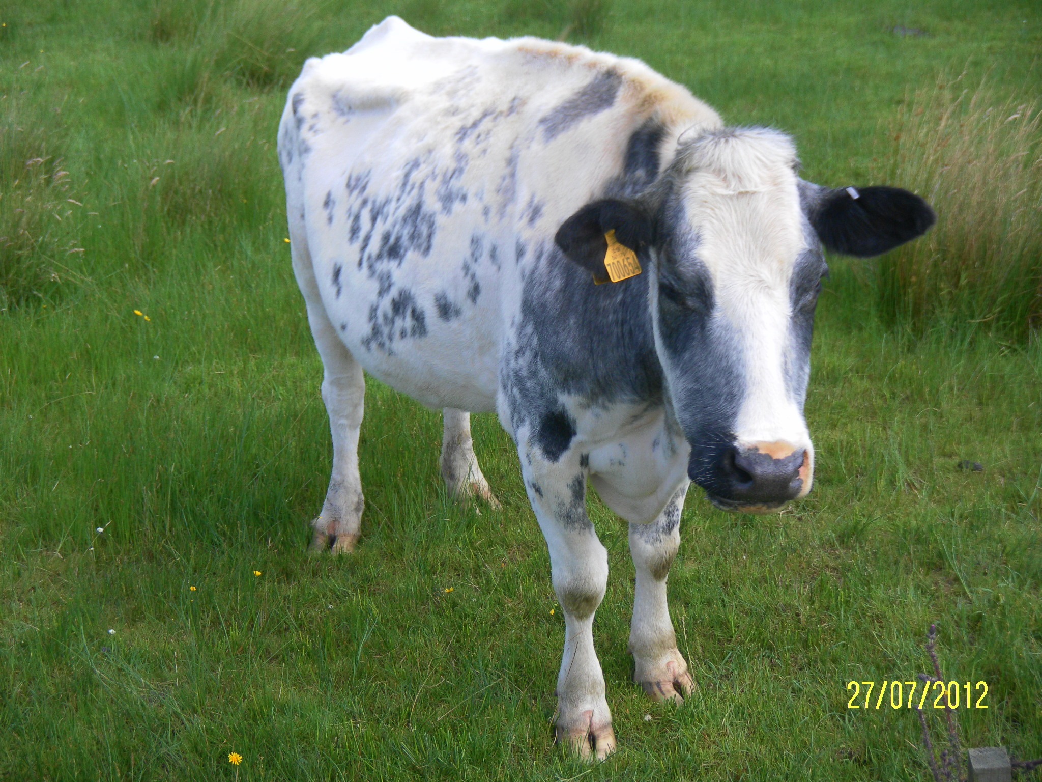 More Farm Animal Photos More Farm Animal Photos