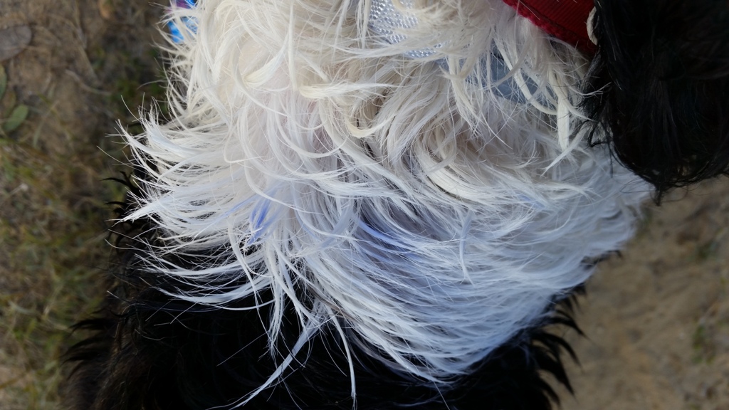 Blue Rinse!