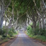 Dark Hedges - Who Does Not Like A Tunnel Of Trees?