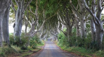 Dark Hedges Ireland