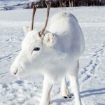 Have You Ever Seen A White Baby Reindeer??