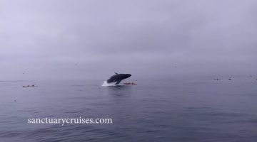 Humpback Whale Breaches on Top of Kayakers