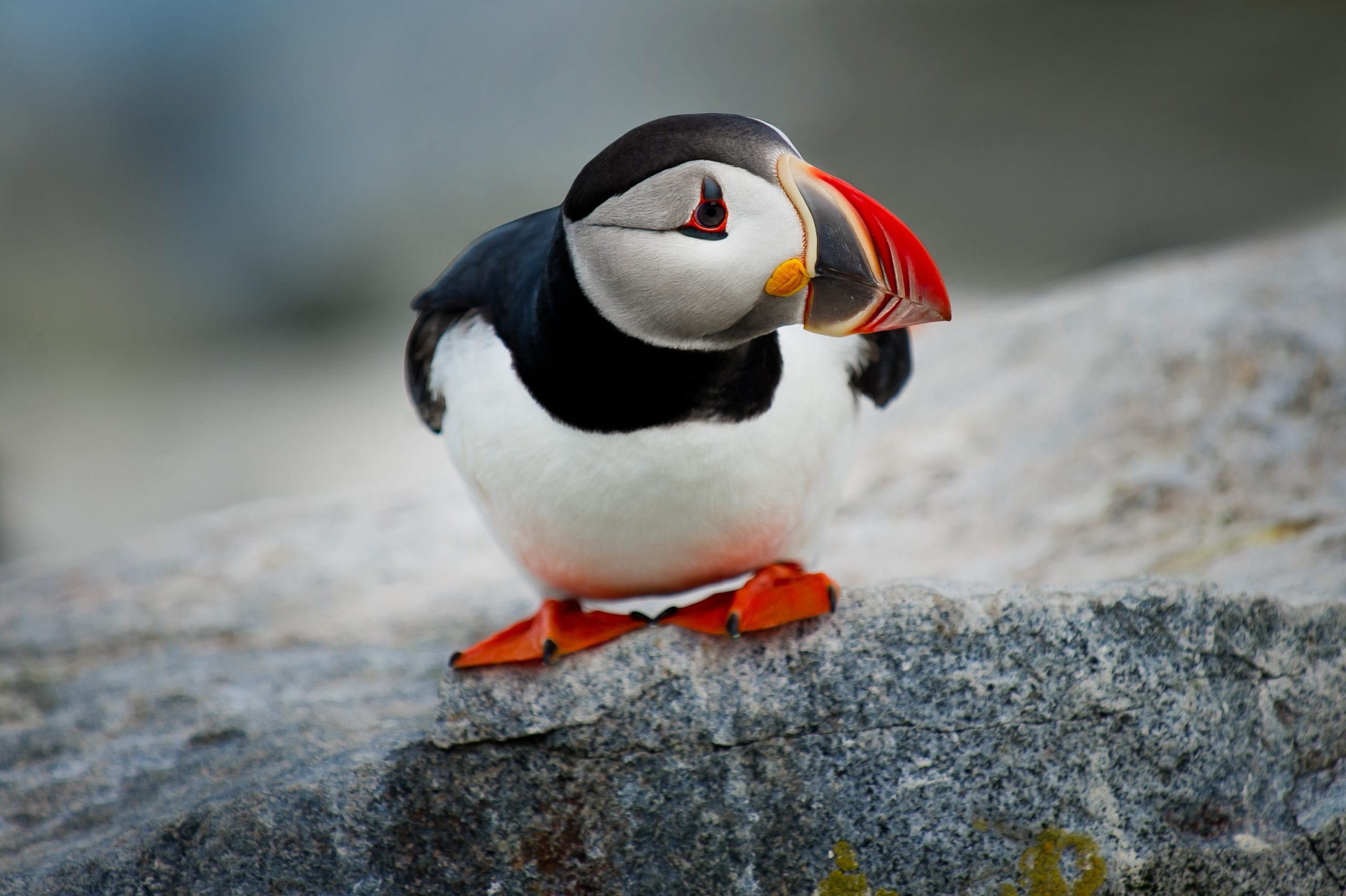 Watch The Puffins - Things to do in Skye