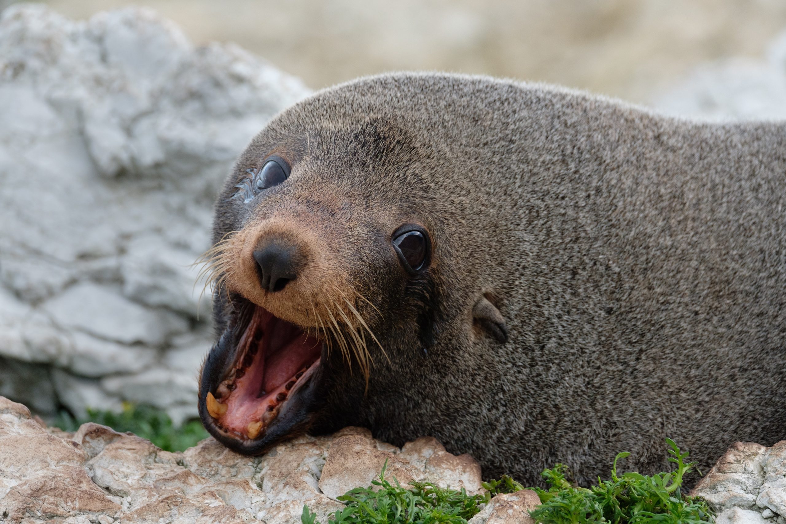 Skegness Natureland Seal Sanctuary