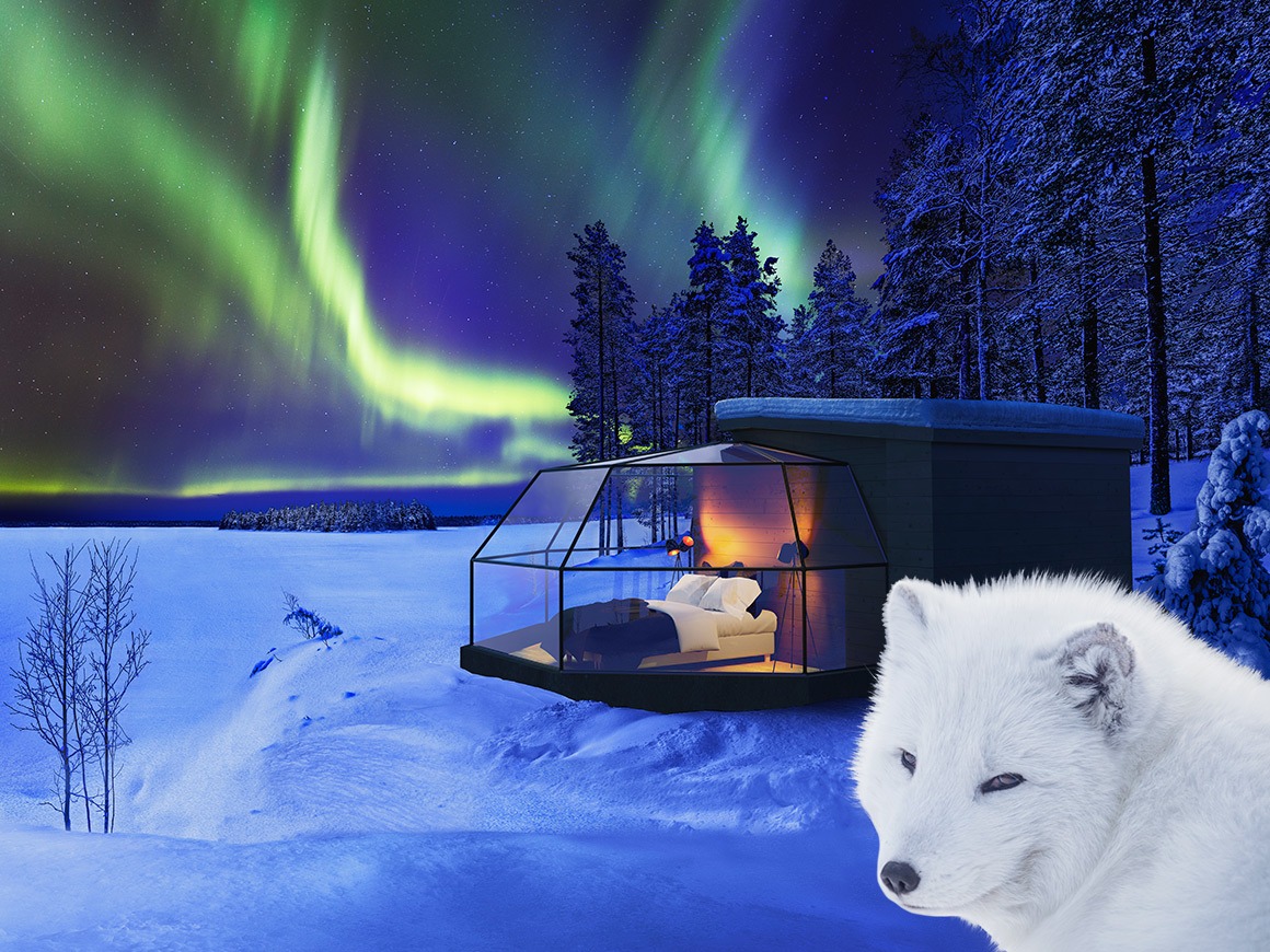 Arctic Fox Igloos