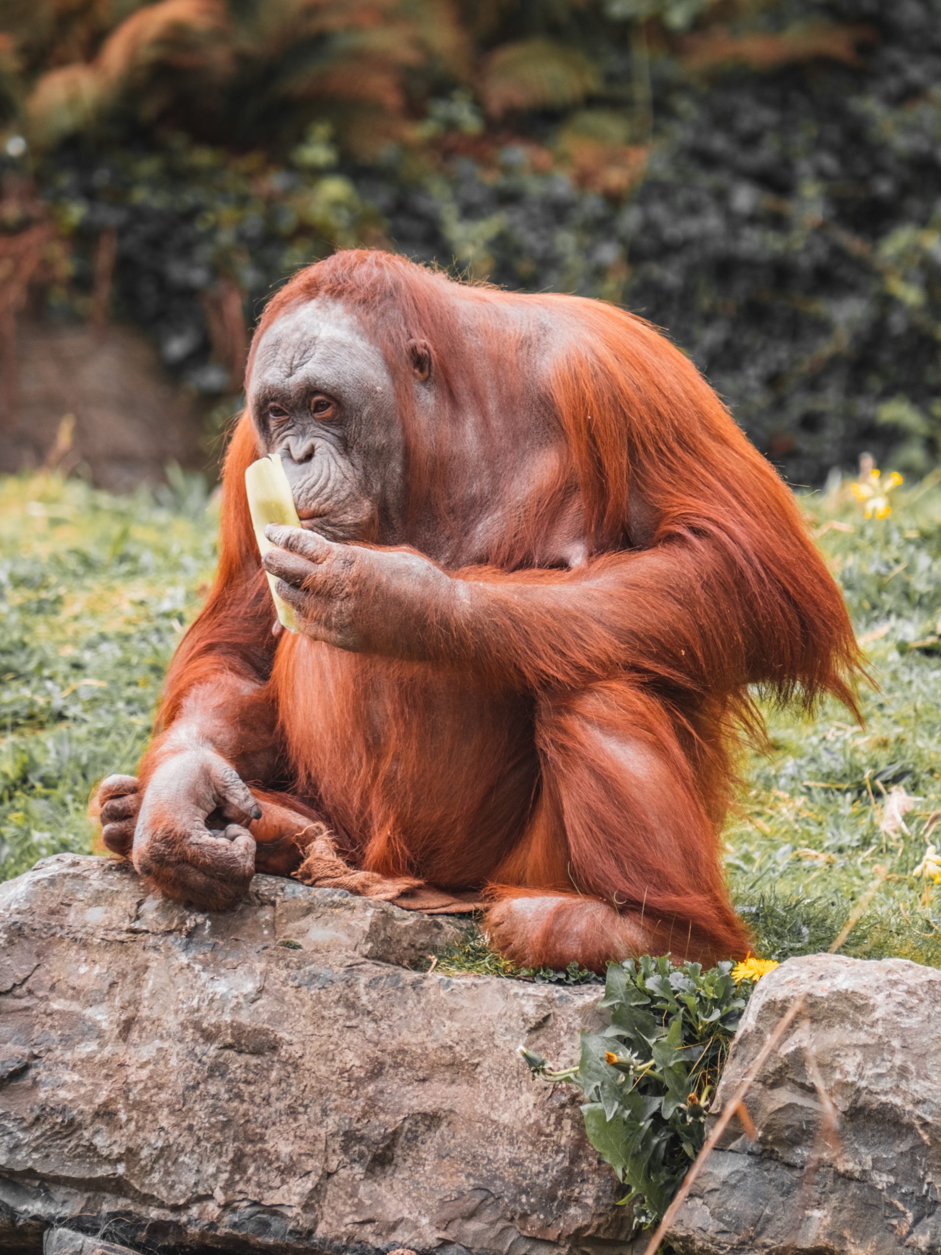 Top Things To Do in Dublin -  Dublin Zoo