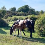 Our Top Things To Do In The New Forest