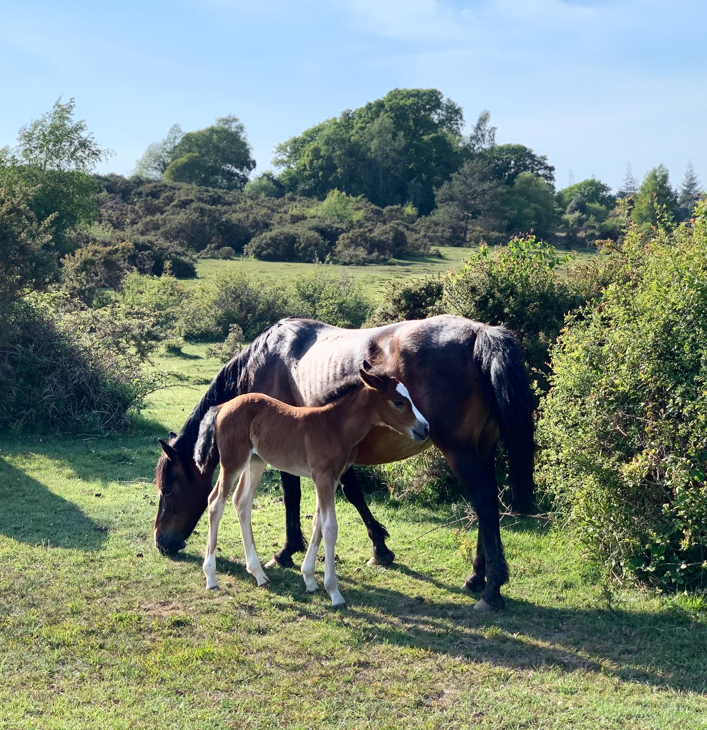 Things To Do In The New Forest - New Forest ponies