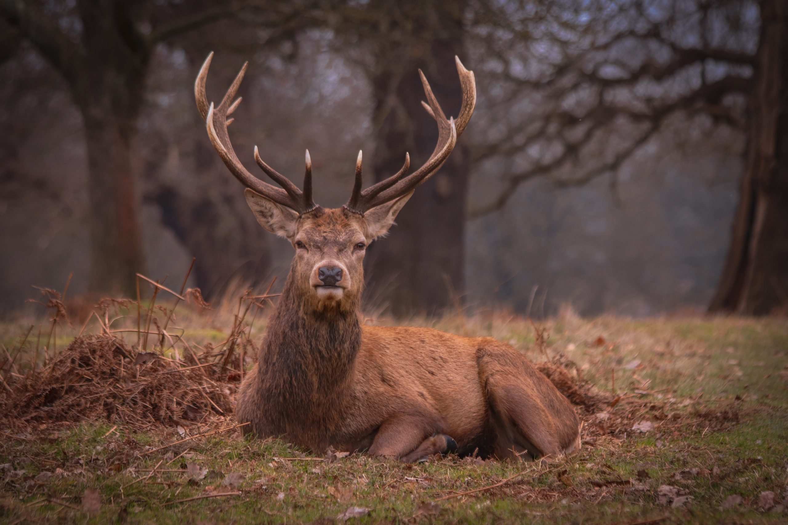 Things To Do In The New Forest - Bolderwood Deer Sanctuary