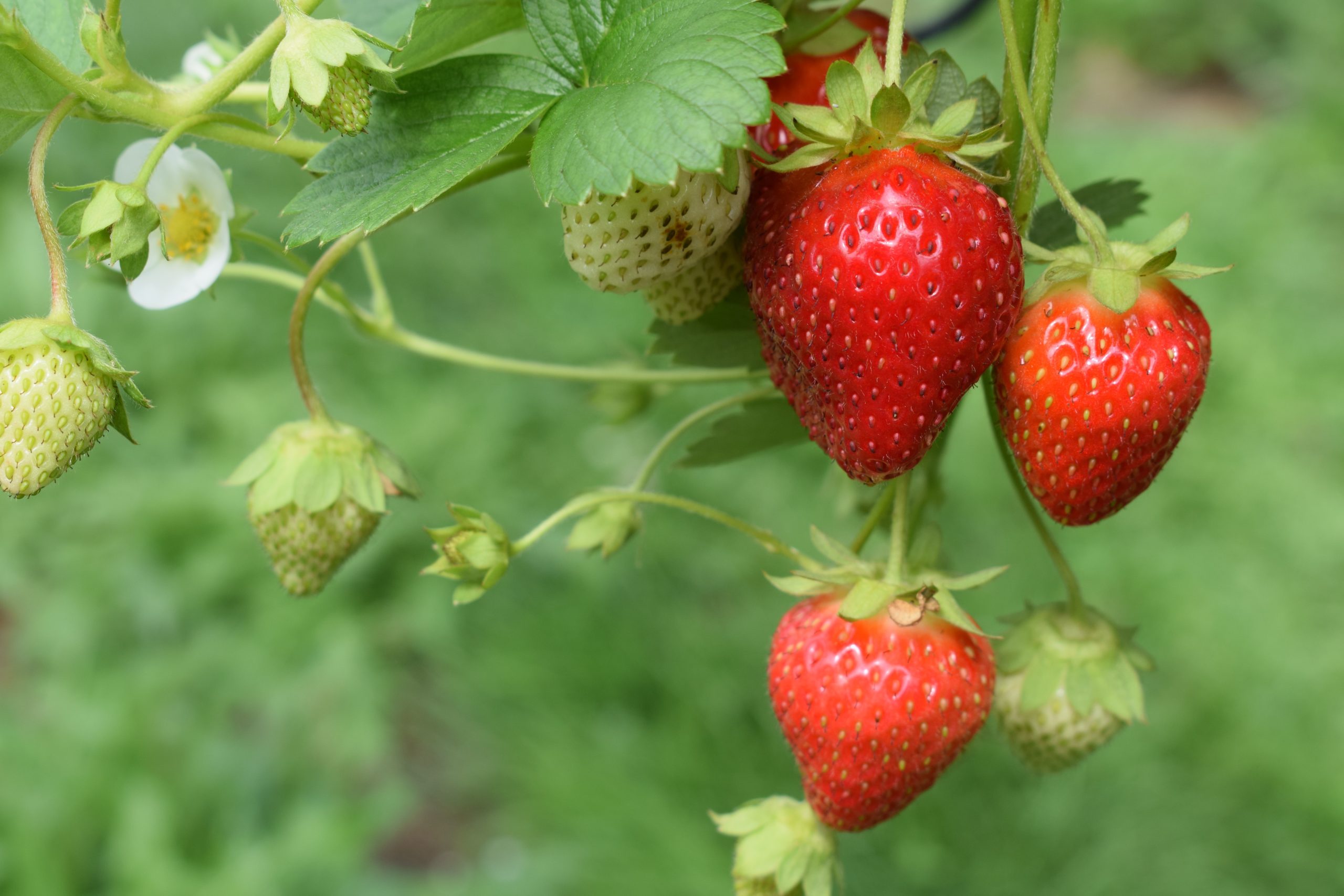 Things To Do In The New Forest - Goodall's Strawberry Farm